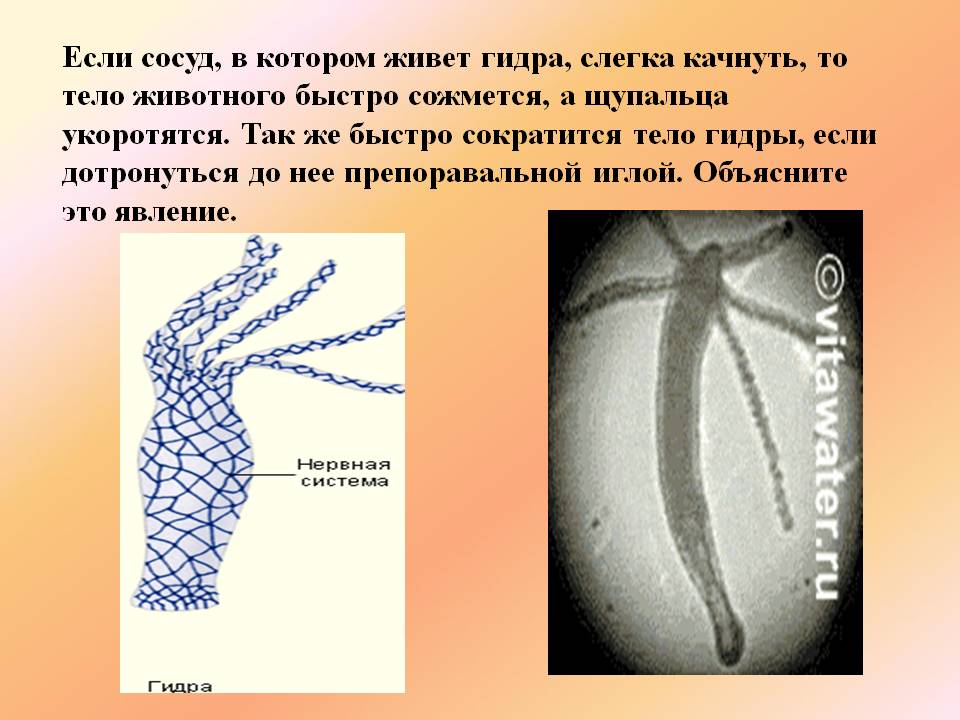Кракен клирнет ссылка